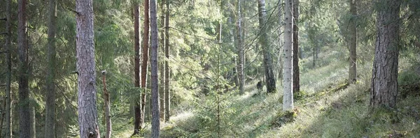 Vägen Genom Kullarna Den Vintergröna Skogen Tallskog Gran Gran Trädstockar — Stockfoto