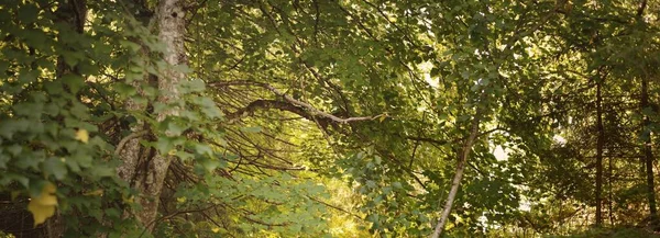 日出时分雄伟的常绿森林 高大的松树和落叶树 柔和的阳光 宜人的夏季风景 纯自然 — 图库照片