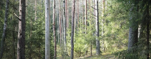 Pathway Hills Dark Evergreen Forest Pine Fir Spruce Trees Tree — Stock Photo, Image