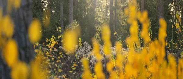 Лиственные Деревья Красочными Зелеными Желтыми Оранжевыми Золотыми Листьями Солнечные Лучи — стоковое фото