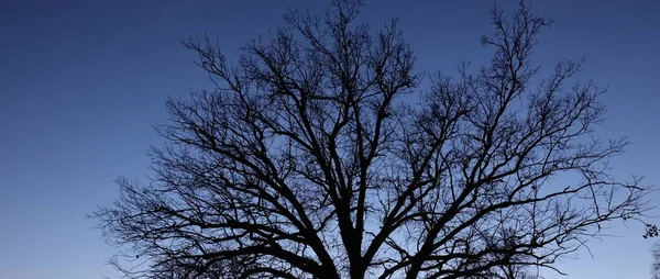 澄んだ青い夕暮れの空に対する強大なドライオークの木のシルエット 日没月明かり 暗い大気の森の風景 ゴシックの概念 — ストック写真