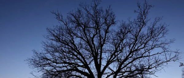 Silhueta Carvalho Seco Poderoso Contra Céu Crepúsculo Azul Claro Pôr — Fotografia de Stock