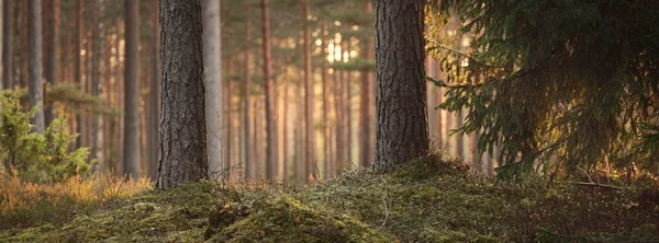 穿过雄伟的常青森林的山路 巨大的松树 云杉树 柔和的金色日落之光 Idyllic秋季场景 生态旅游 — 图库照片