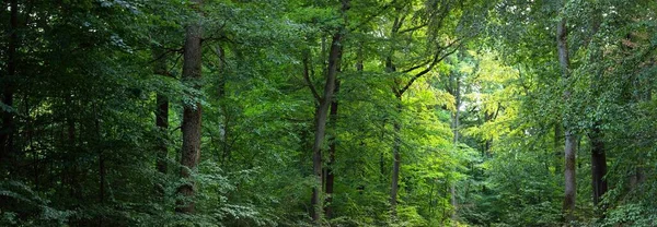 穿过青山绿林的乡村道路 参天大树天然隧道夏季大气景观 德国莱茵兰自然 环境保护 生态旅游 — 图库照片
