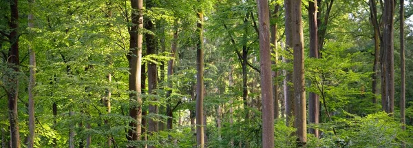 Panoramic View Dark Mysterious Beech Forest Mighty Trees Sunlight Tree — Stock Photo, Image