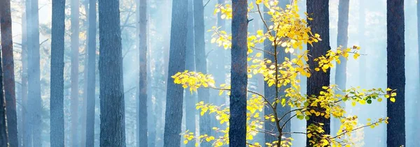 Ett Litet Gyllene Lövträd Vintergrön Tallskog Vid Soluppgången Närbild Morgondimma — Stockfoto