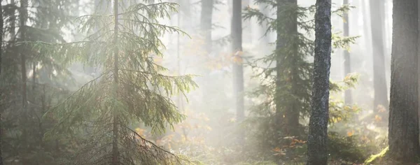 Maestosa Foresta Sempreverde All Alba Potenti Abeti Rossi Muschio Piante — Foto Stock