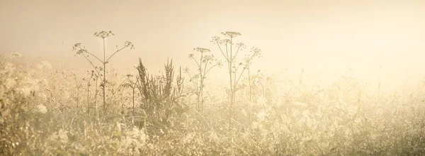 Campo Rural Num Nevoeiro Nascer Sol Plantas Grande Plano Luz — Fotografia de Stock