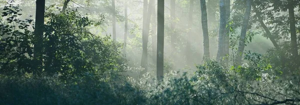 Raios Solares Que Fluem Através Dos Troncos Das Árvores Floresta — Fotografia de Stock