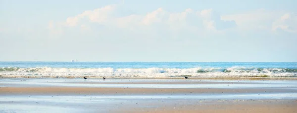 Вид Песчаного Побережья Бухты Douarnenez Чайки Крупным Планом Ясное Голубое — стоковое фото