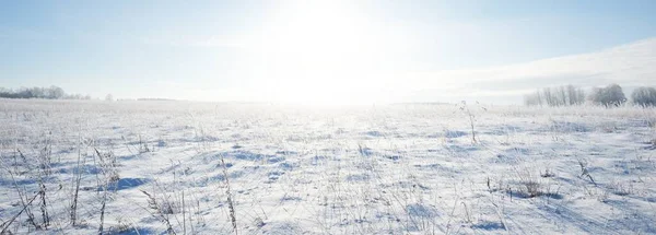 Panoramautsikt Över Det Snötäckta Fältet Efter Snöstorm Bushes Närbild Middagssol — Stockfoto