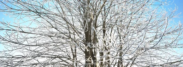 Strom Bouři Chraptivý Mráz Větvích Čisté Ranní Slunce Padající Sněhové — Stock fotografie