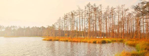 Crystal Clear Lake Bog Evergreen Forest Sunrise Pine Trees Close — Stock Photo, Image