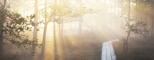 Sentiero Legno Attraversa Foresta Conifere Una Fitta Nebbia Misteriosa All — Foto Stock