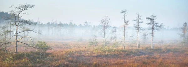 Світанку Вічнозелені Дерева Густому Таємничому Тумані Cenas Tirelis Латвія Лісова — стокове фото