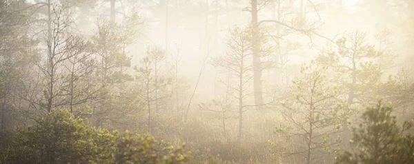 Mixed Coniferous Forest Thick Mysterious Fog Sunrise Cenas Tirelis Latvia — Stock Photo, Image