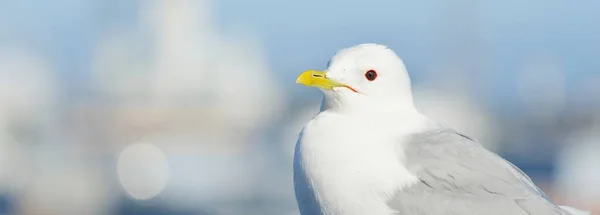 Fiskmås Närbild Helsingfors Finland Porträtt Konst Fåglar Ornitologi Vetenskap Begrepp — Stockfoto