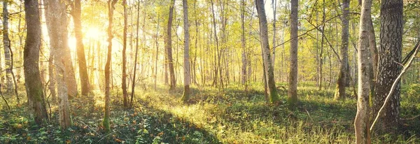 阳光穿过一片绿落叶森林的树干 美丽的夏季风景 拉脱维亚Sigulda Gauja国家公园 — 图库照片