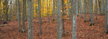 Altın yosunlu kayın ağaçları yakın plan. Karanlık gizemli orman. Peri sonbahar manzarası. Şortun içinden saf güneş ışığı geçiyor. Heidelberg, Almanya