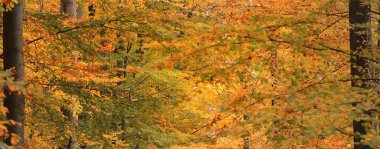 Güçlü altın kayın ağaçları, ağaç gövdeleri. Idyllic sonbahar manzarası. Yeşil, kırmızı, turuncu ve sarı yapraklar. Doğal dokular. Çevresel koruma, saf doğa. Panoramik görünüm