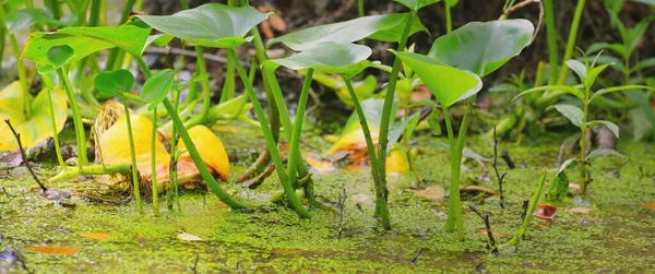 野生の沼の呼び出しの緑の葉 袋のアーム スクワウ爪 水のアーム クローズアップ 日の出に森の中で泳いでください ラトビア 環境保全 マクロ写真 — ストック写真
