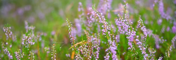 Bos Van Bloeiende Roze Heide Bloemen Het Groenblijvende Bos Close — Stockfoto