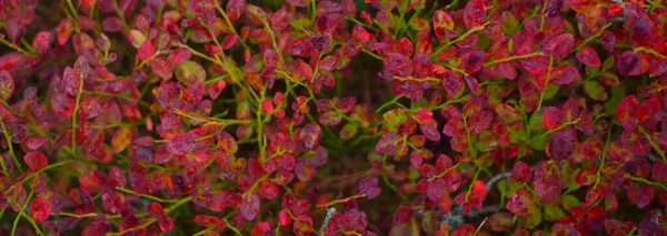 Райнкапель Цветных Красных Листьях Голубики Крупным Планом Финляндия Абстрактный Природный — стоковое фото