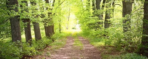 Camino Tierra Través Del Verde Bosque Verano Día Claro Rayos —  Fotos de Stock