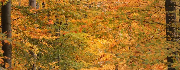 Silné Zlaté Buky Kmeny Stromů Zblízka Idylická Pohádková Podzimní Krajina — Stock fotografie