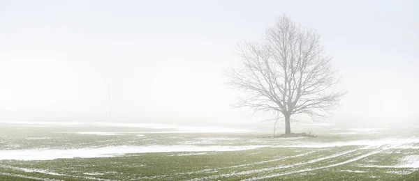 濃い霧の中で暗い空に対して葉のないカントリーフィールドと孤独なオークの木 クローズアップ ダークシルエット コンセプトアート モノクロ グラフィック ミニマリズム ファンタジー — ストック写真
