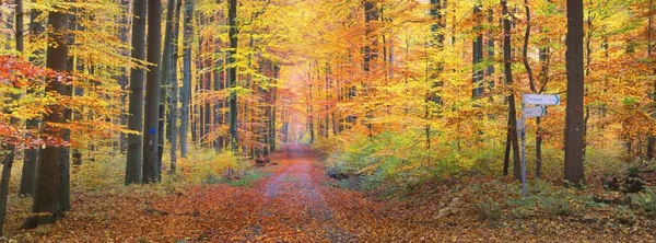 Eine Einspurige Landstraße Durch Die Goldenen Buchen Waldboden Aus Grünen — Stockfoto