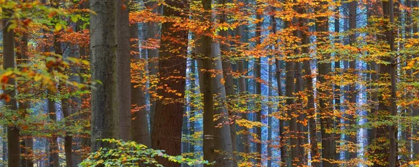 Могучие Золотые Буковые Деревья Стволы Деревьев Крупным Планом Идиллический Сказочный — стоковое фото