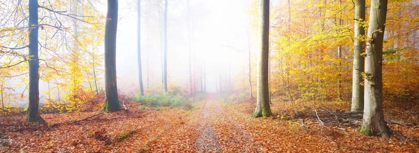 一条穿过金黄色苔藓的山毛榉树的小路 红色和橙色叶子的森林地面 美丽的秋天风景 清澈的晨光穿过树干 天然隧道德国海德堡 — 图库照片