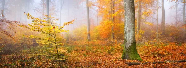 Árbol Haya Alto Colorido Primer Plano Hojas Rojas Naranjas Paisaje — Foto de Stock