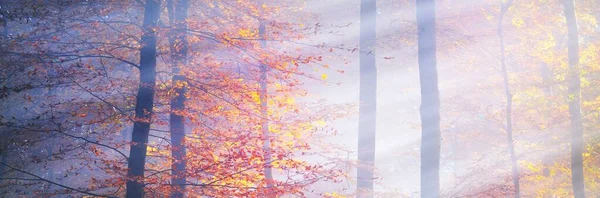 強大な黄金のブナの木 木の幹のクローズアップ 牧歌的な妖精の秋の風景です オレンジ 黄色の葉 自然なテクスチャ 環境保全 純粋な自然 パノラマビュー — ストック写真