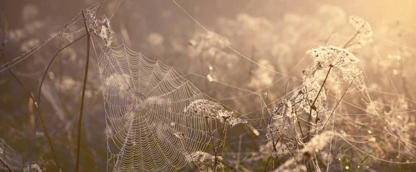 Örümcek Ağı Bitkiler Gün Doğumunda Sisli Bir Ortamda Yakın Plan — Stok fotoğraf