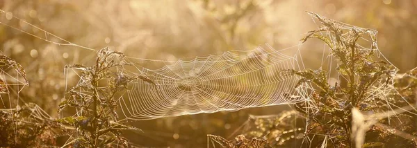 Spider Web Plants Morning Fog Sunrise Close Mysterious Forest Scene — Stock Photo, Image