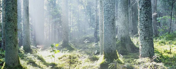 Sun Rays Flowing Coniferous Tree Trunks Sunrise Evergreen Forest Morning — Stock Photo, Image