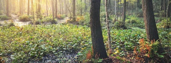 日の出の朝の煙霧の中で沼と森 幹には太陽の光が流れている モスやシダなどの植物 ラトビアにおける環境保全 — ストック写真
