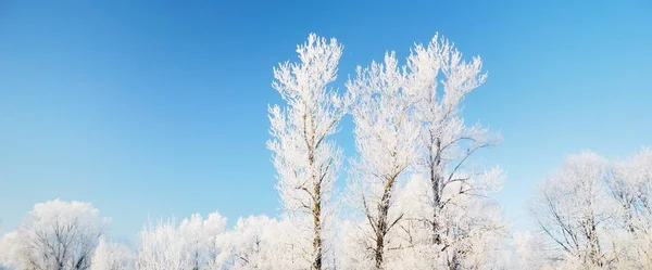 Skogspark Efter Snöstorm Trädstammar Närbild Harrfrost Och Snö Grenar Klarblå — Stockfoto