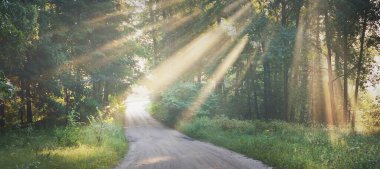 Yeşil yaprak döken bir ormanda tek şeritli kırsal yol. Ağaç gövdelerinden akan güneş ışınları. Peri manzarası. Gauja Ulusal Parkı, Sigulda, Letonya