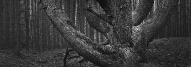 Sonbahar mevsimi boyunca yemyeşil ormanlarda uzun ve güçlü bir çam ağacı. Sabah sisi. Yosun dolu ağaç gövdelerine yakın çekim. Atmosferik manzara. Siyah ve beyaz imajı kavra. Çevre, ekoloji