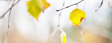 Donmuş bitkiler, rime bulanmış genç ağaçlar. Renkleri altın sarısı bir yaprak ve dalları vardır. Soyut doğal botanik desen, doku, arka plan. Kış Harikalar Diyarı. Mevsimler, doğa
