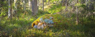 Yosun ve yosunlu taşlar, yemyeşil ağaçlar, yakın plan. Ormanda ilkbahar. Kasmu doğa koruma alanı, Estonya