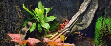 Hayvanat bahçesi, renkli bitkiler ve ağaç kütükleri olan teraryum. Zooloji, biyoloji, vahşi yaşam, çevre koruma, araştırma, eğitim teması