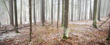 Evergreen çam ve yosunlu huş ağaçları beyaz bir siste. Ormandaki ilk kar, altın yapraklar, Finlandiya. Ağaç kütükleri yakın plan. Atmosferik manzara. Mevsimler, iklim değişikliği, çevre koruma