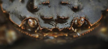 Eriocheir Sinensis Yengeci, çok yakın plan. Geleneksel zanaat, yakalama, gıda endüstrisi, deniz ürünleri, çevresel hasar ve koruma, istilacı türler, bilim, zooloji, biyoloji, makro fotoğrafçılık