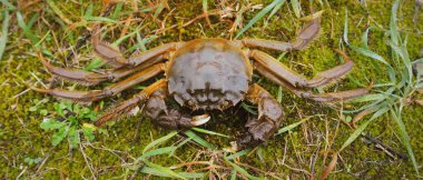 Eriocheir Sinensis yengeci yeşil çimlerde, yakın plan. Deniz ürünleri, çevresel hasar ve koruma, istilacı türler, zooloji, vahşi yaşam, göç, arazi geçişi. Makro fotoğrafçılık