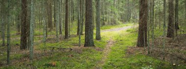 Sonsuz yeşil ormanın içinden geçen yol. Antik çam ve yaprak döken ağaçlar, yosun, eğrelti otu, bitkiler. Ilık güneş ışığı. Doğal dokular. Karanlık atmosferik manzara. Saf doğa, çevre, ekoloji, eko turizm