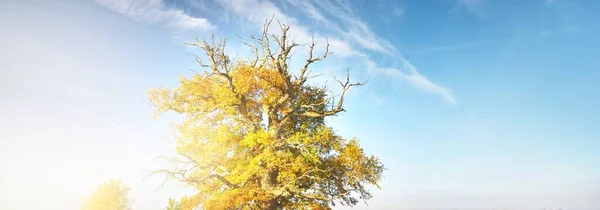 Antik Yarı Ölü Yarı Yaşayan Kudretli Meşe Ağacı Berrak Gökyüzü — Stok fotoğraf
